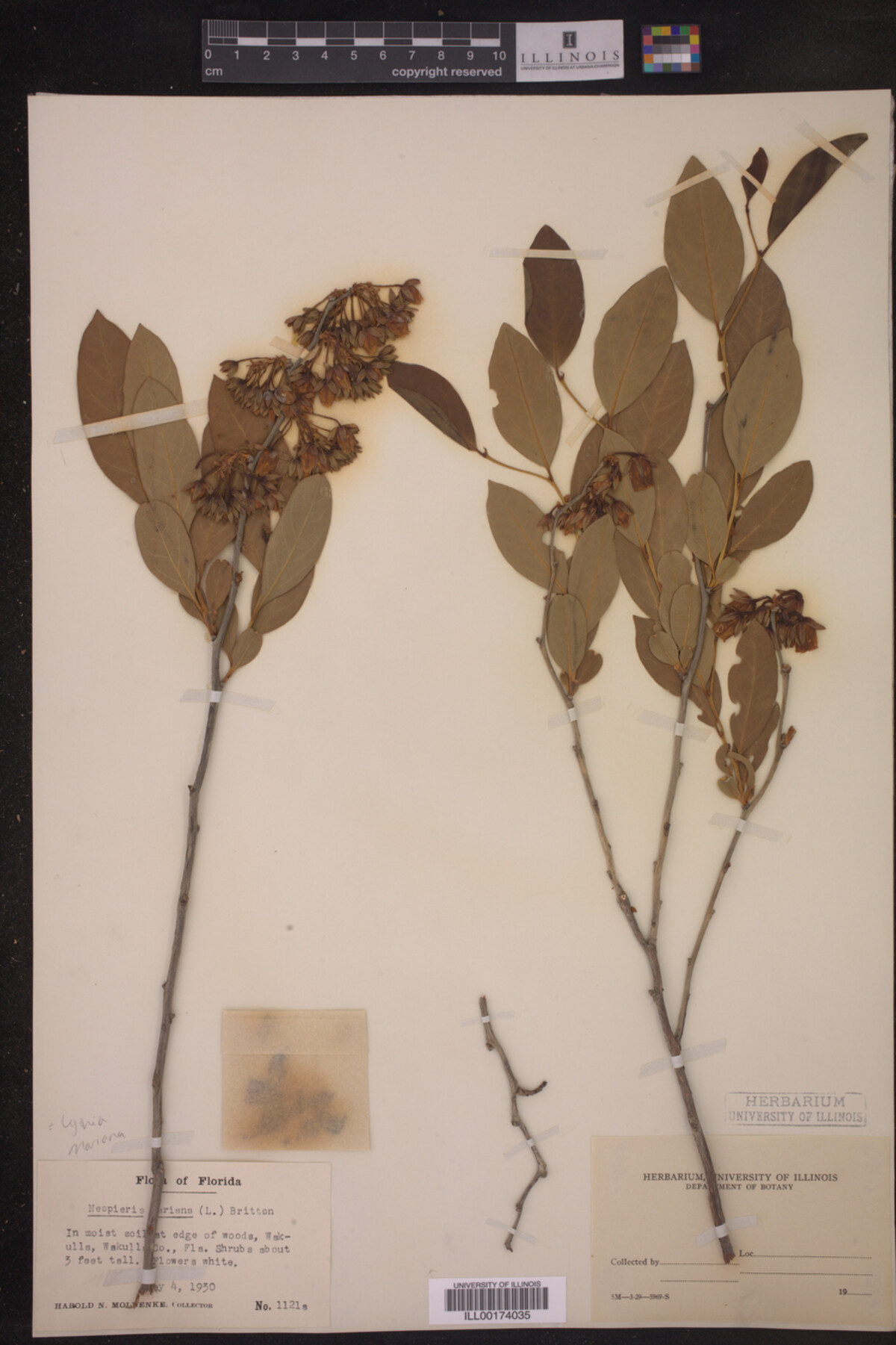 Lyonia mariana image