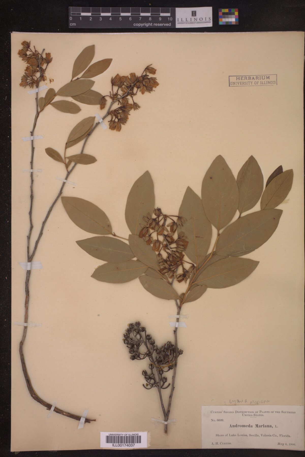 Lyonia mariana image