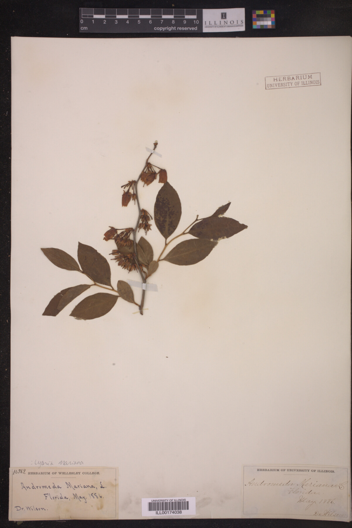 Lyonia mariana image