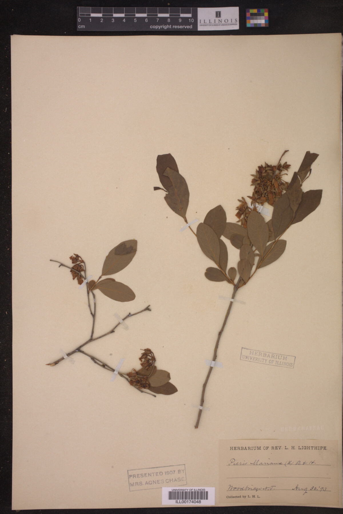 Lyonia mariana image