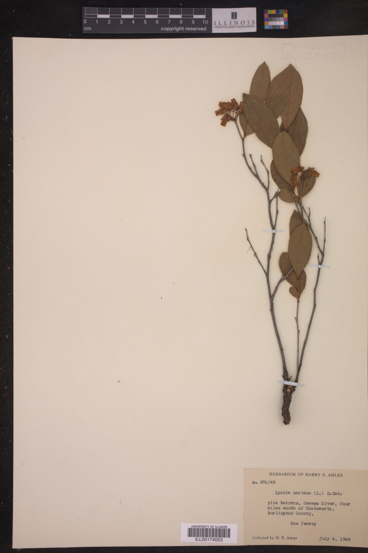 Lyonia mariana image