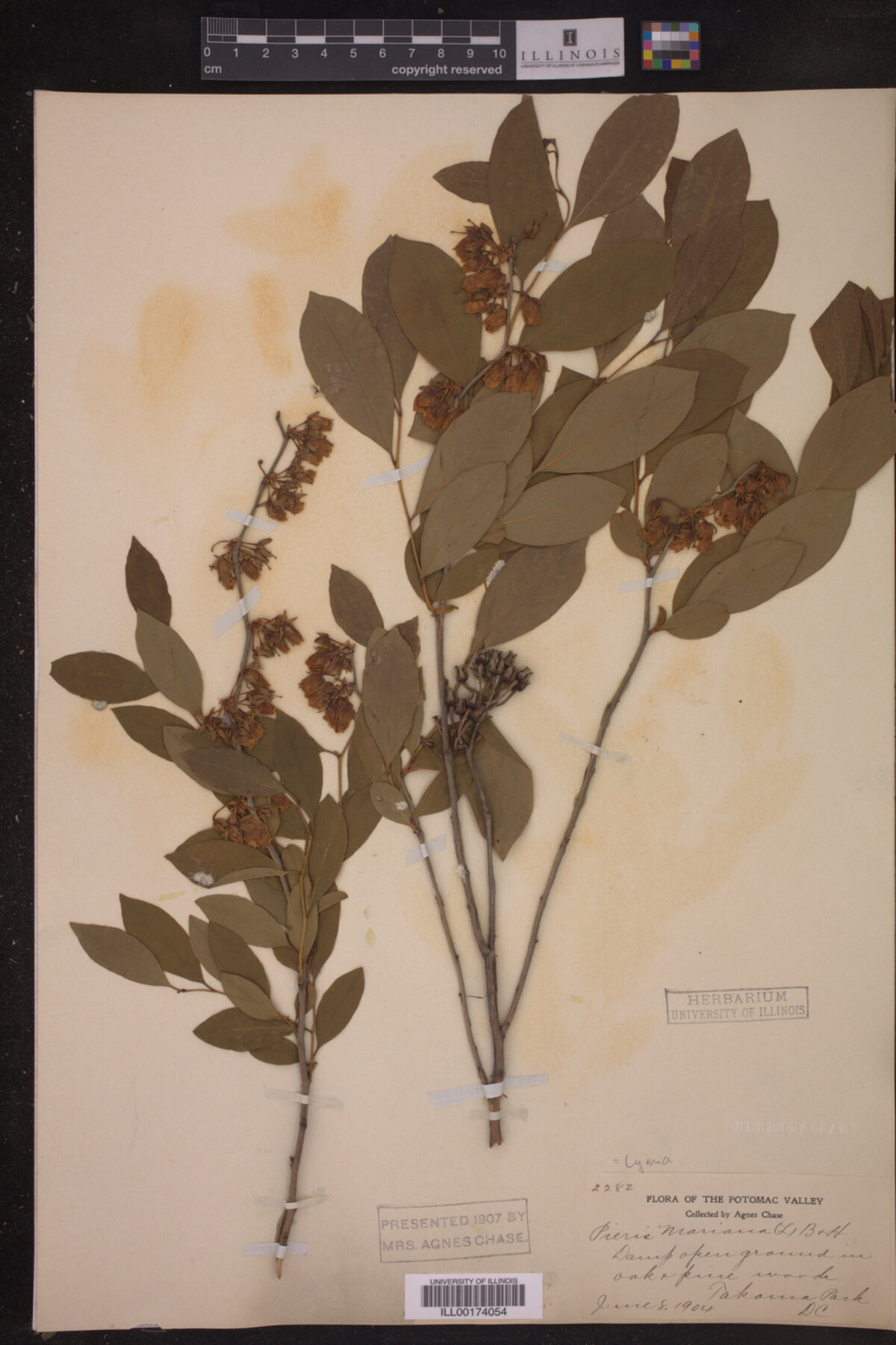 Lyonia mariana image