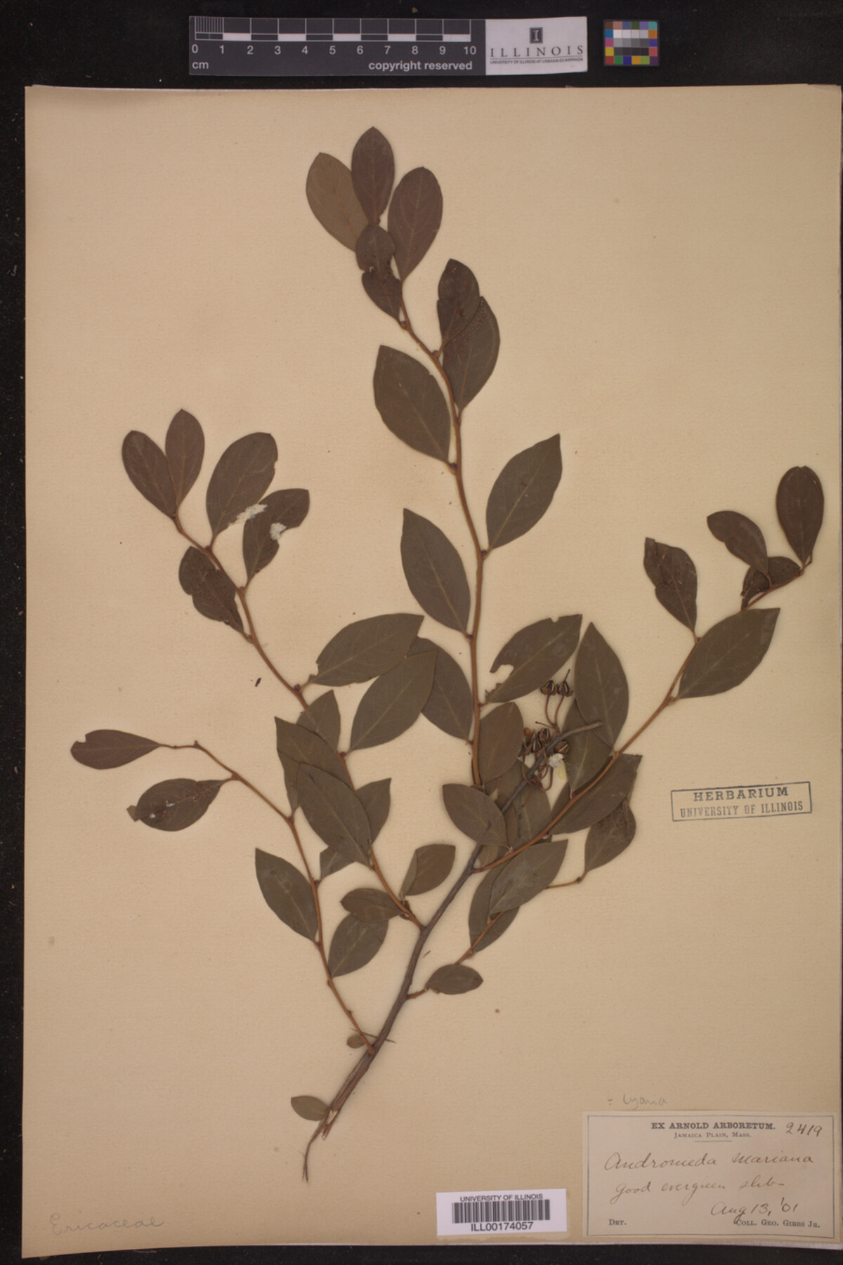 Lyonia image