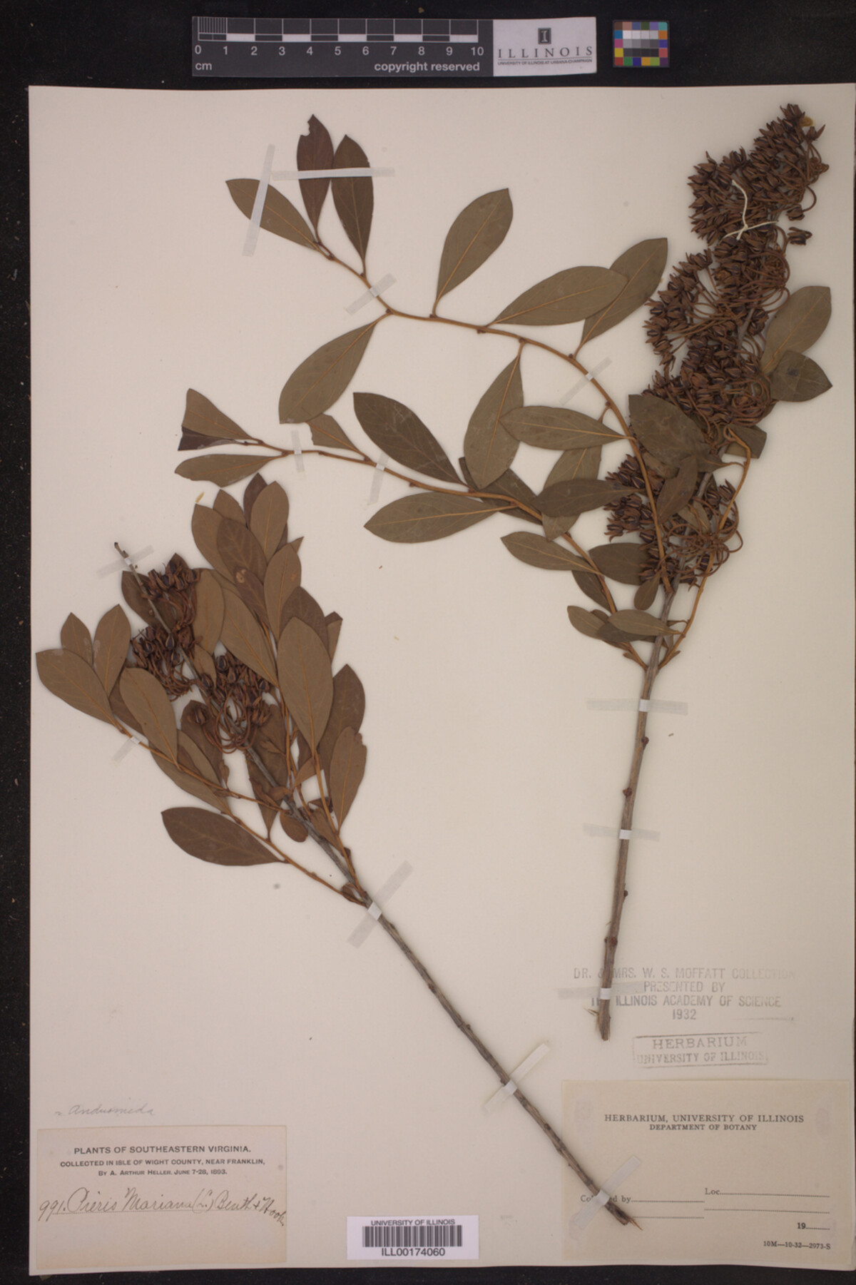 Lyonia mariana image