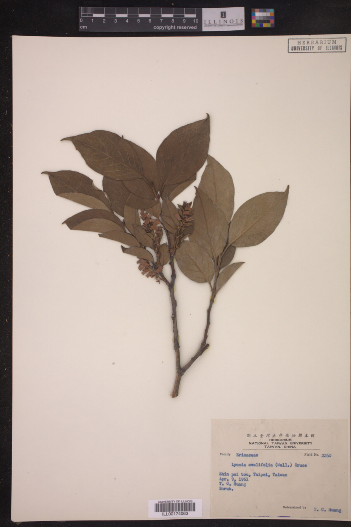 Lyonia ovalifolia image