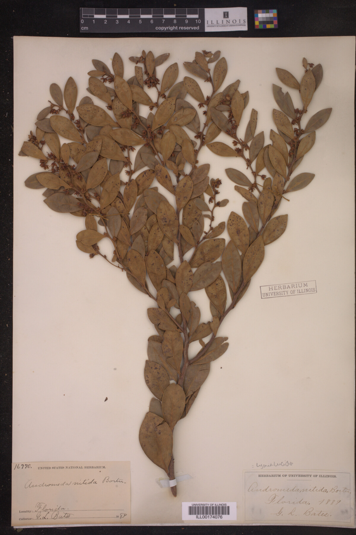 Lyonia lucida image