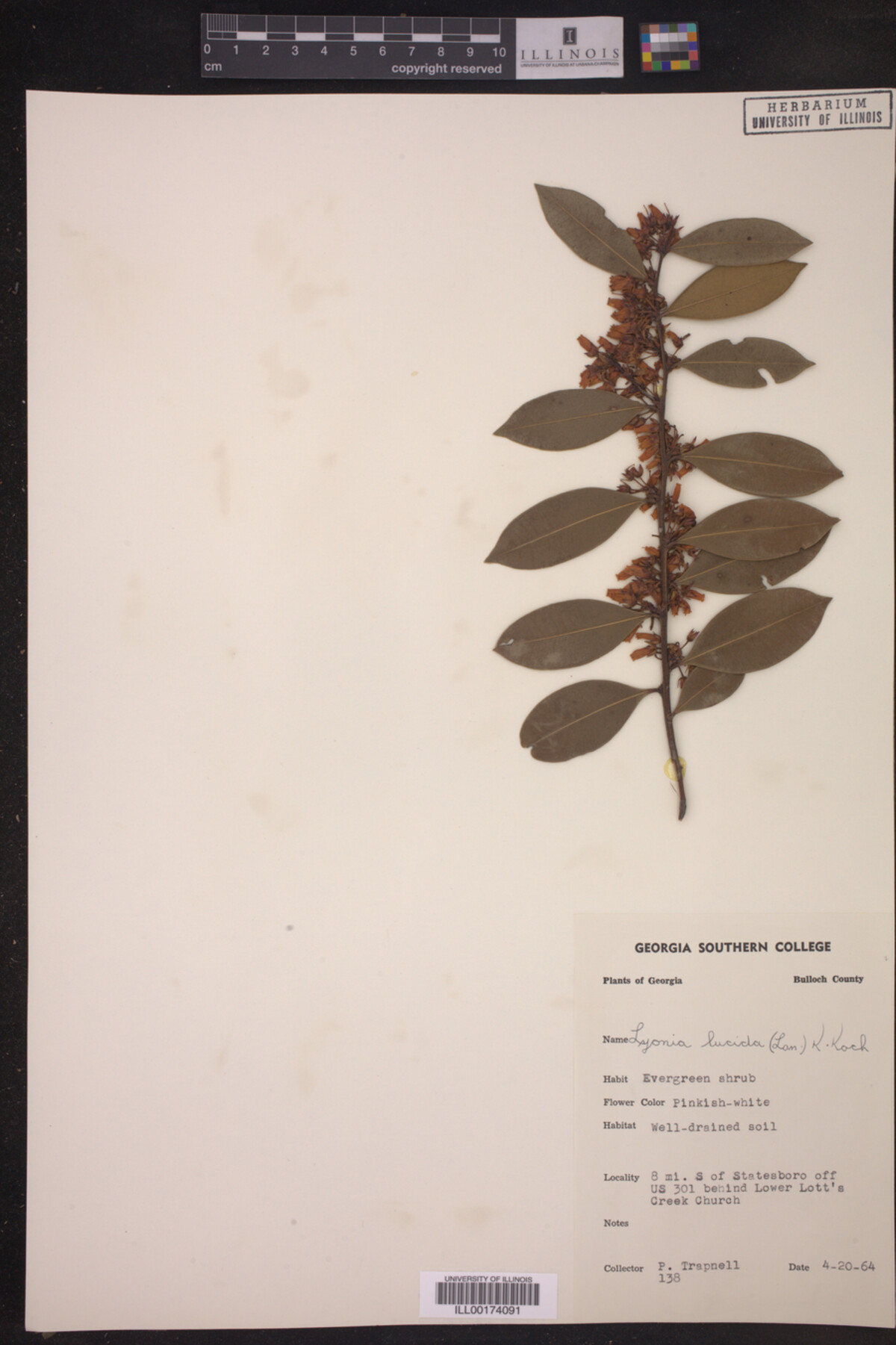 Lyonia lucida image