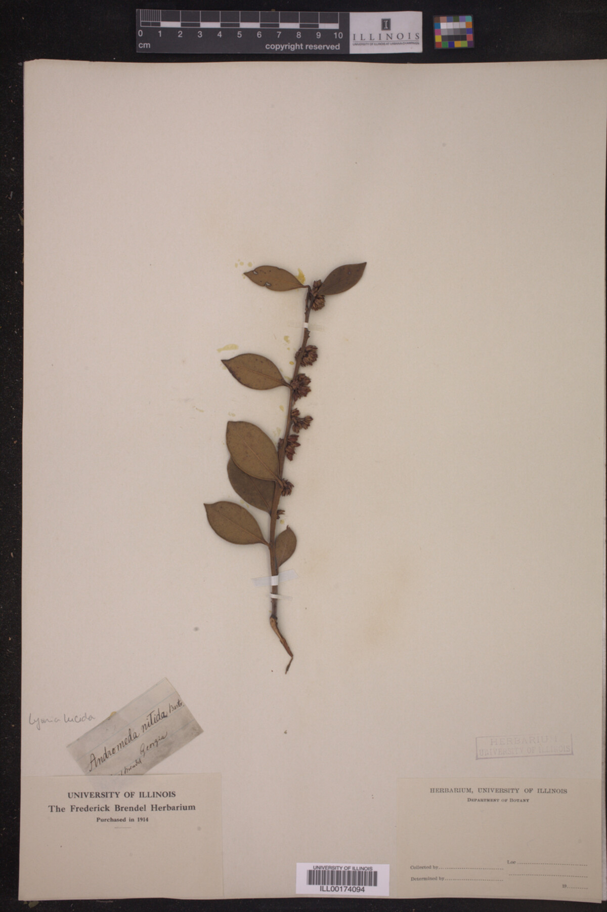 Lyonia lucida image