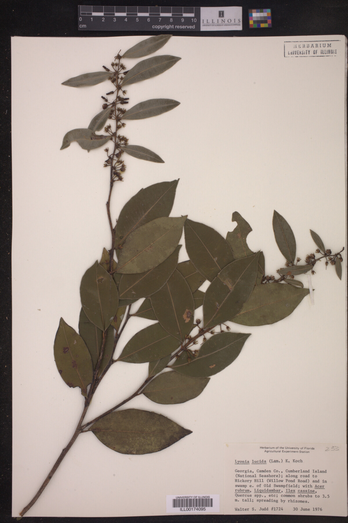 Lyonia lucida image