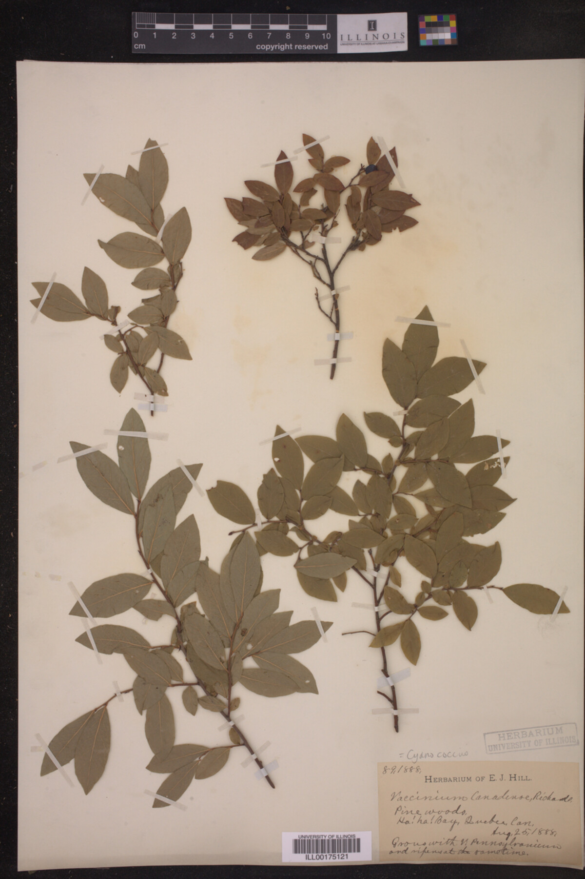 Cyanococcus canadensis image
