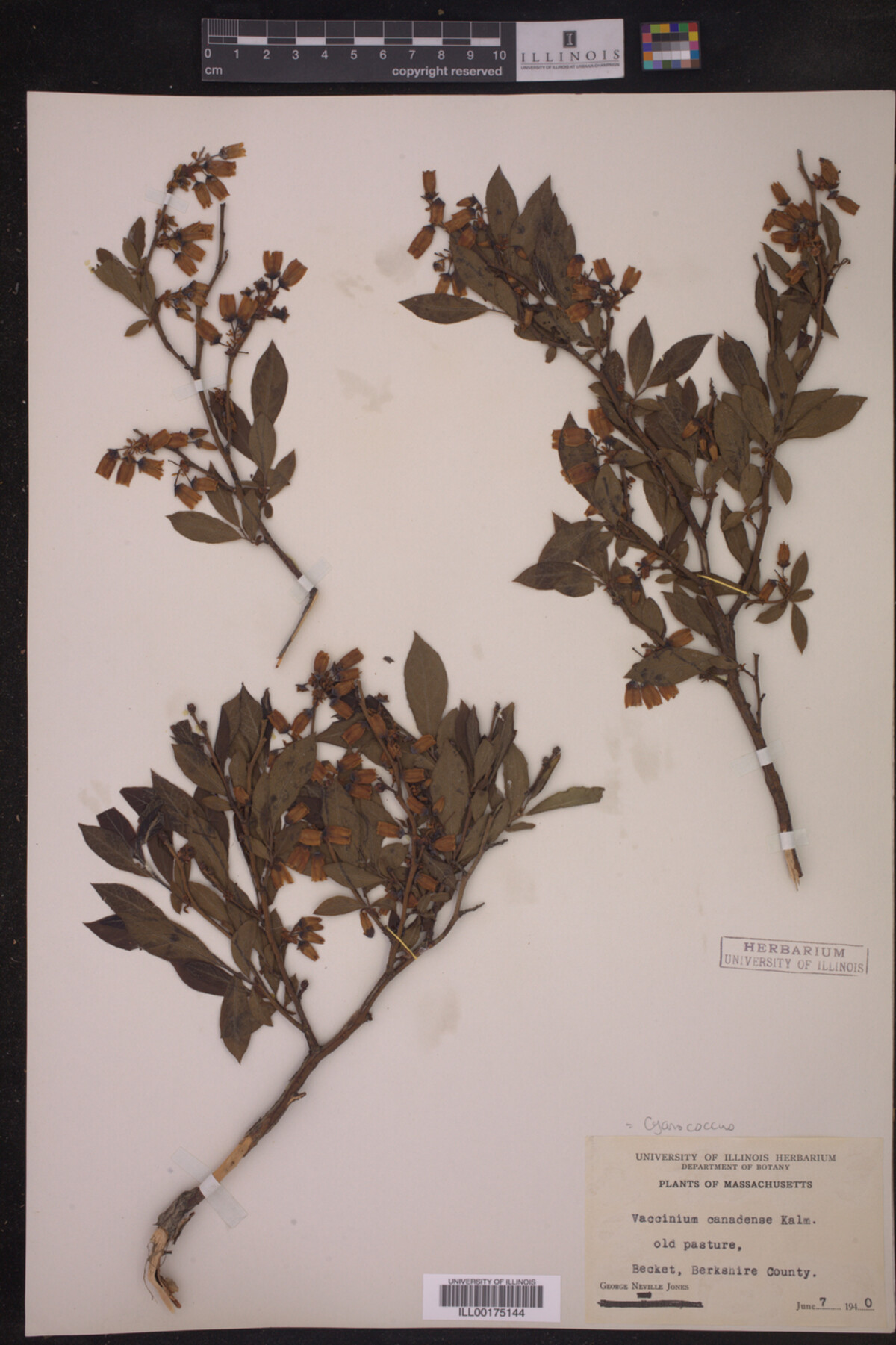 Cyanococcus canadensis image