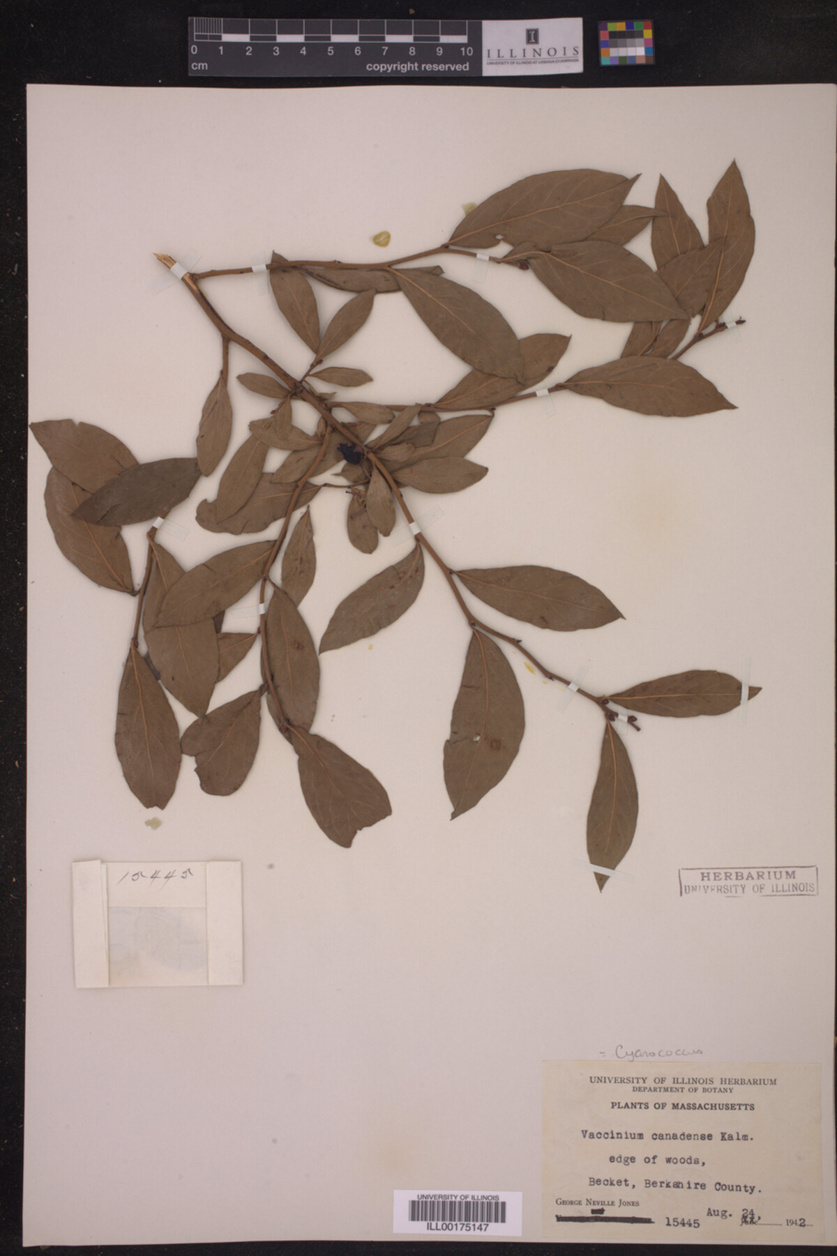 Cyanococcus canadensis image