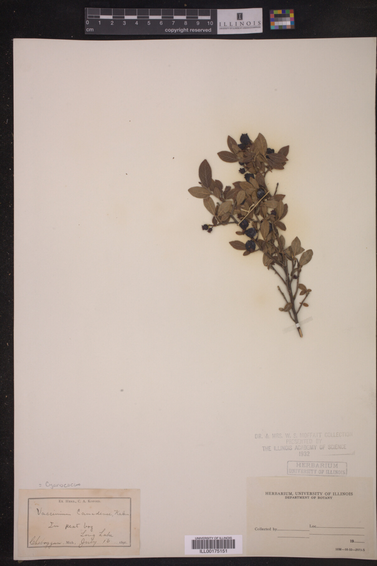Cyanococcus canadensis image