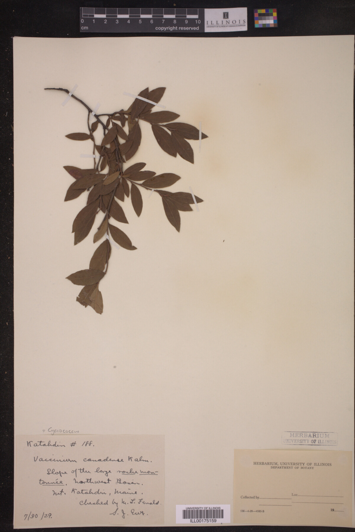 Cyanococcus image