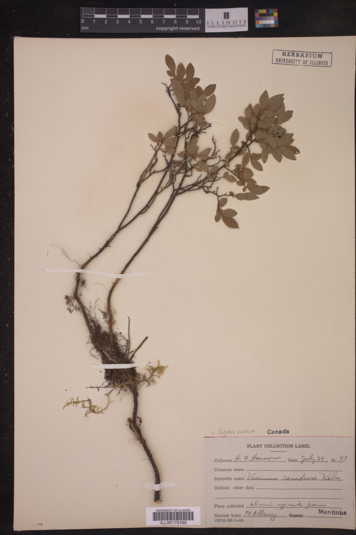 Cyanococcus canadensis image
