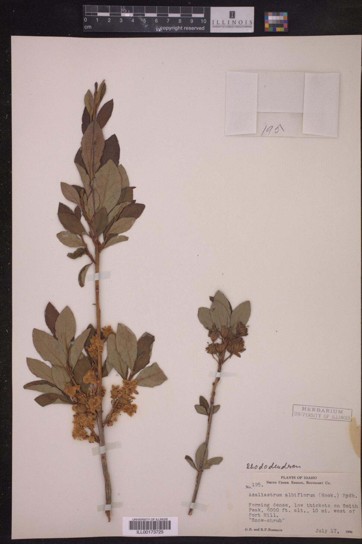 Rhododendron albiflorum image