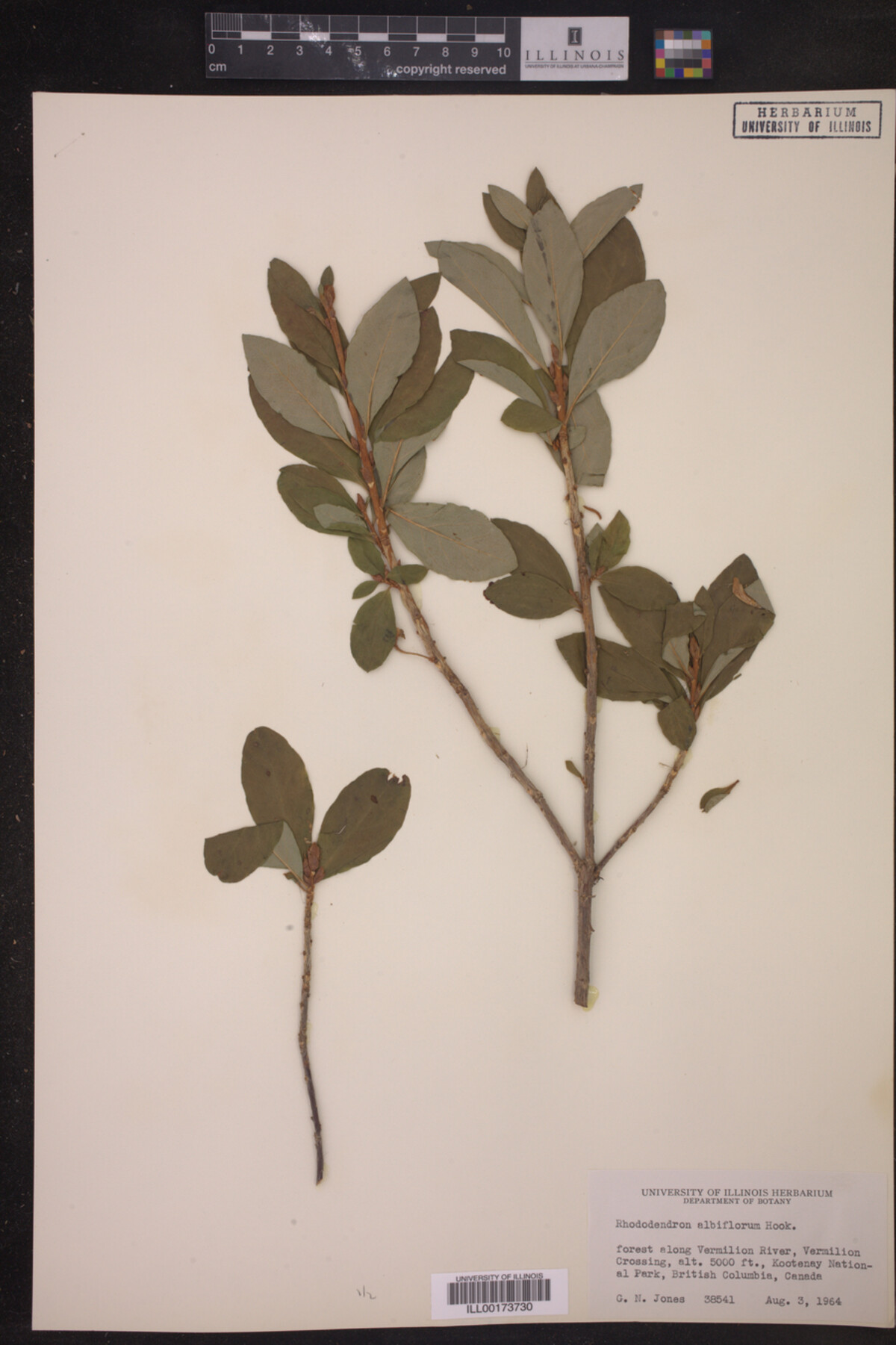 Rhododendron albiflorum image