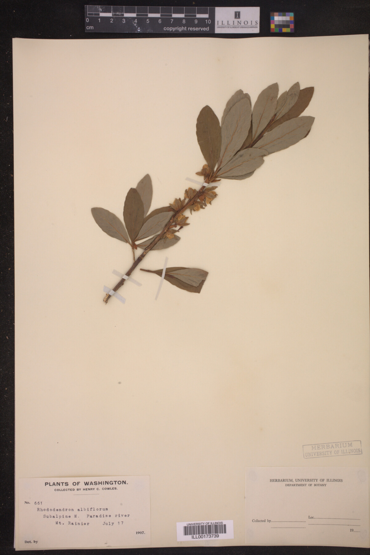 Ericaceae image