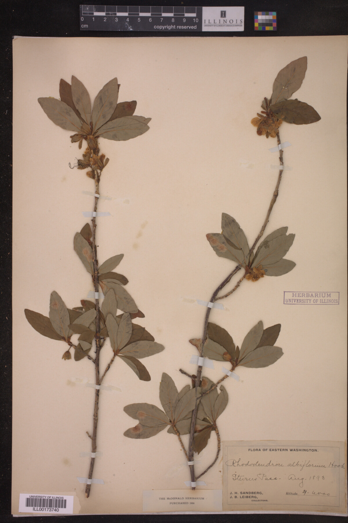 Rhododendron albiflorum image