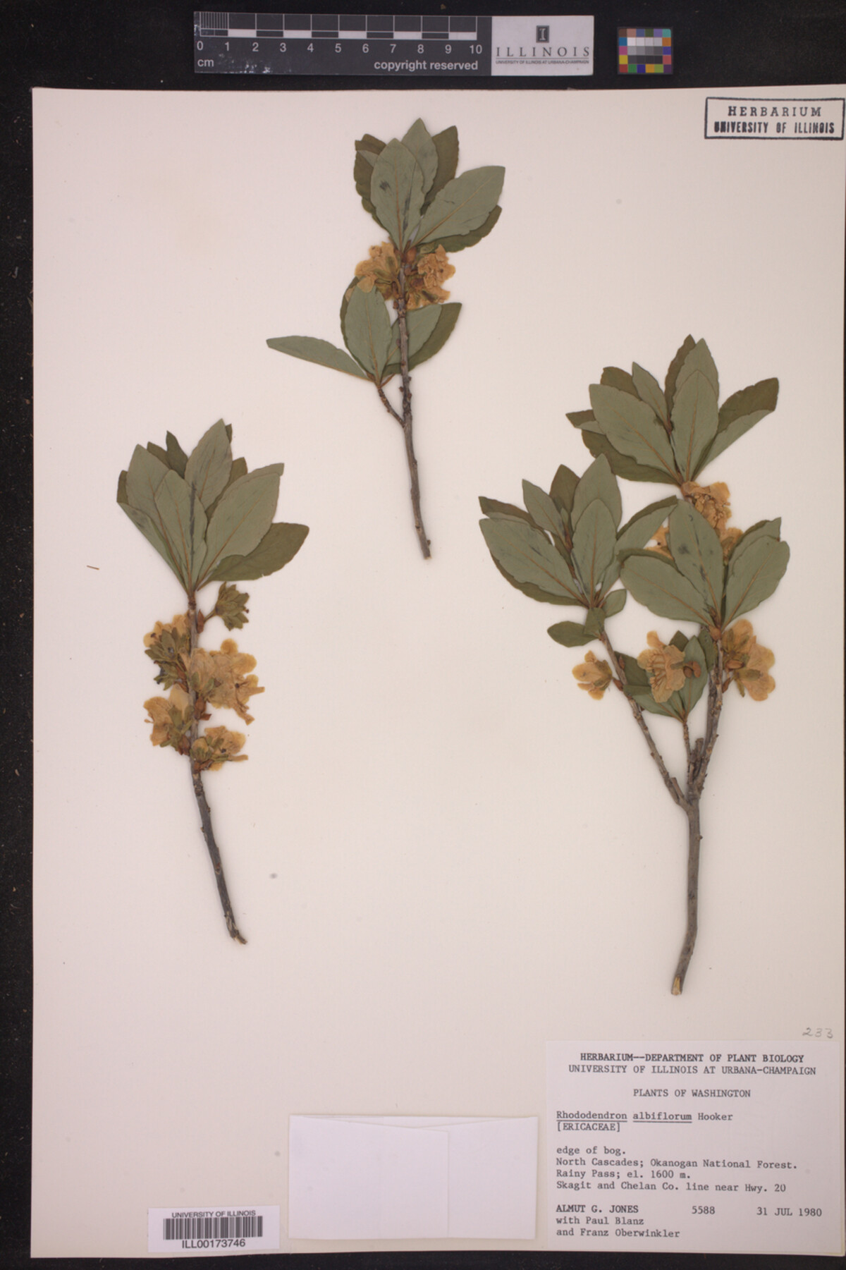 Rhododendron albiflorum image