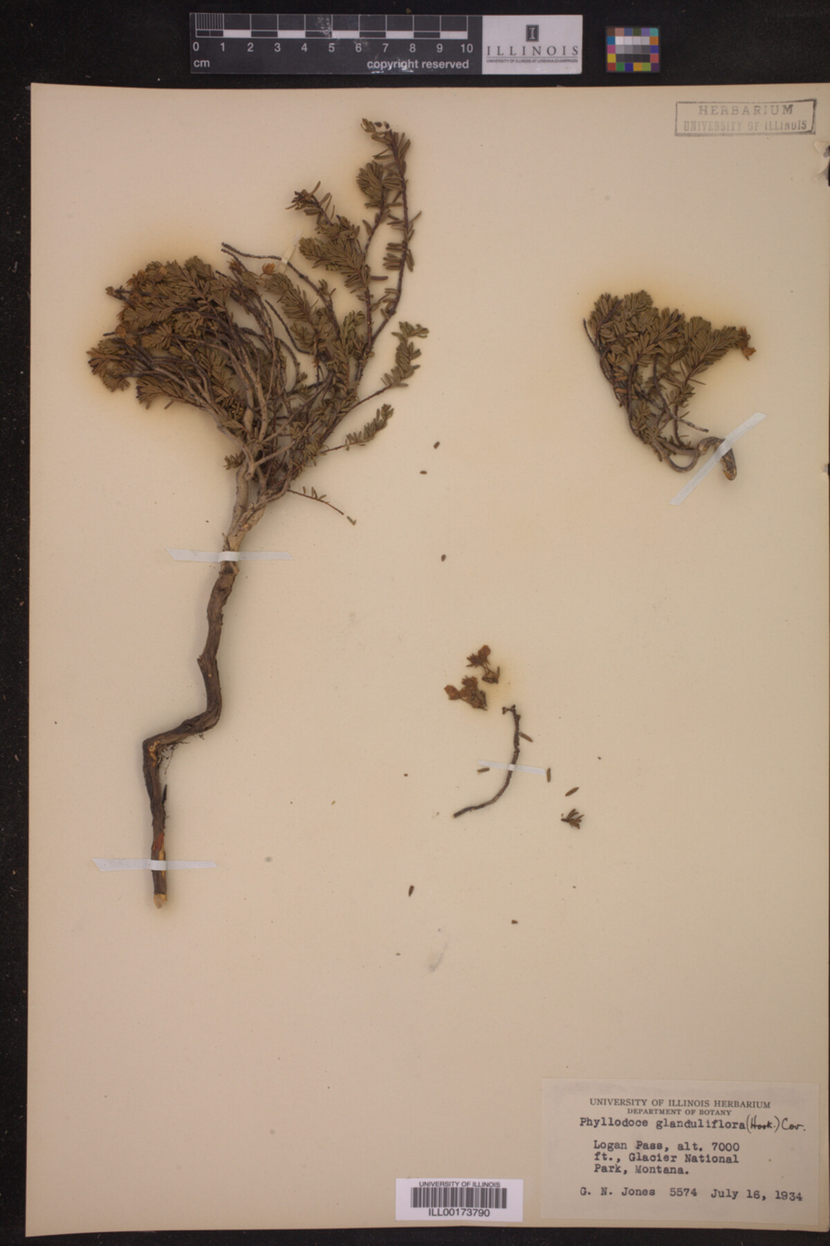 Phyllodoce glanduliflora image