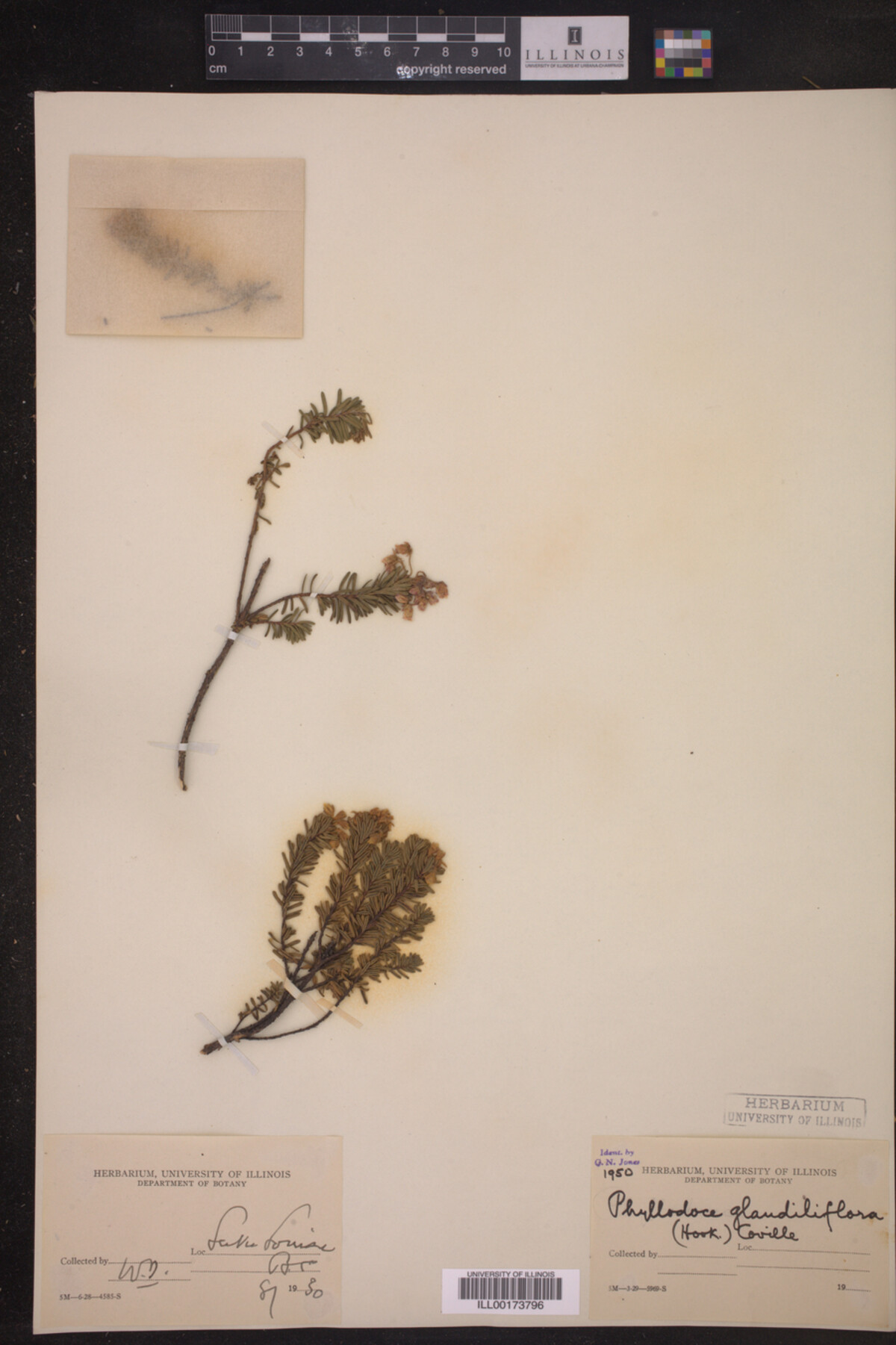 Phyllodoce glanduliflora image