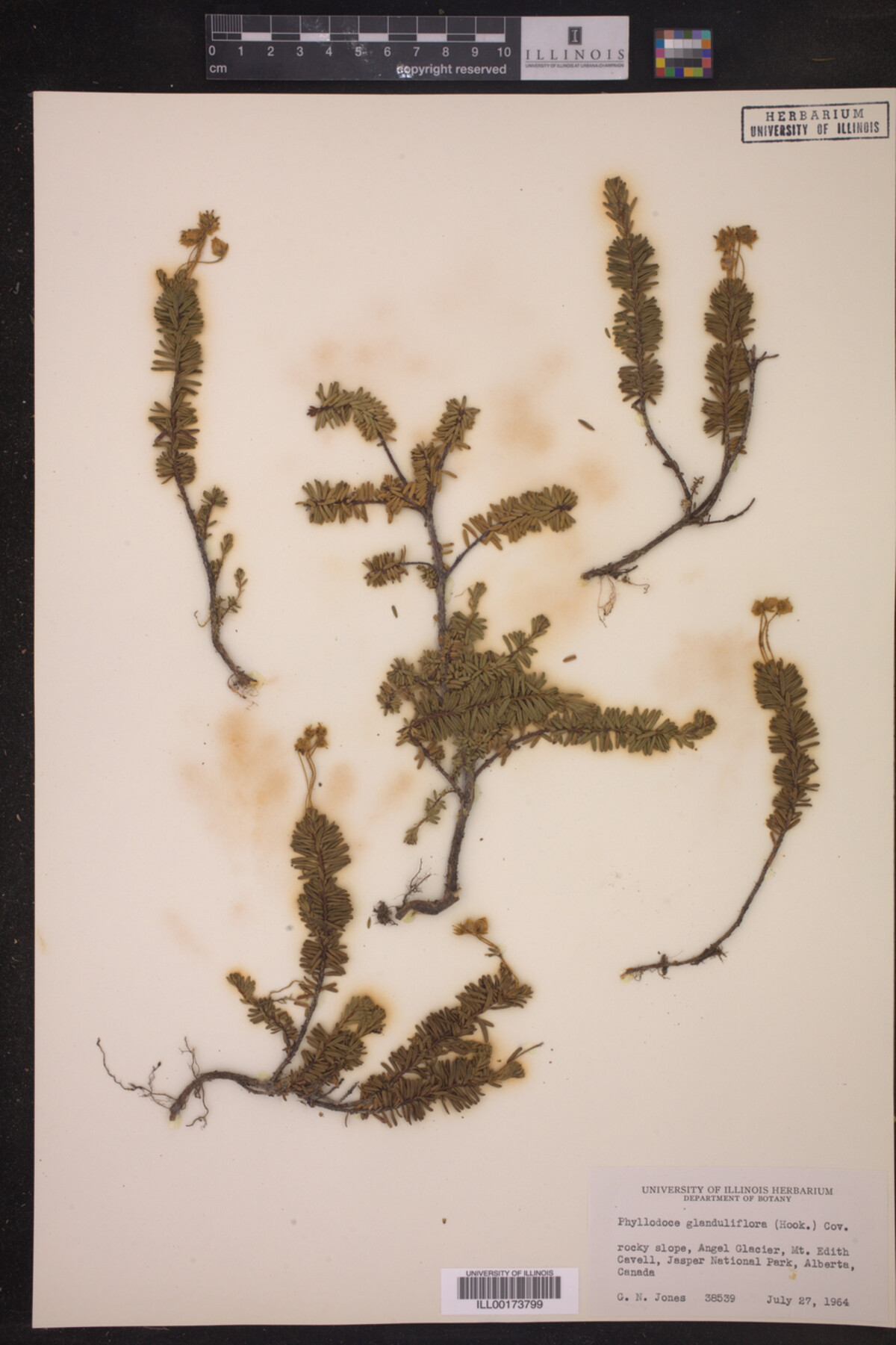 Phyllodoce glanduliflora image