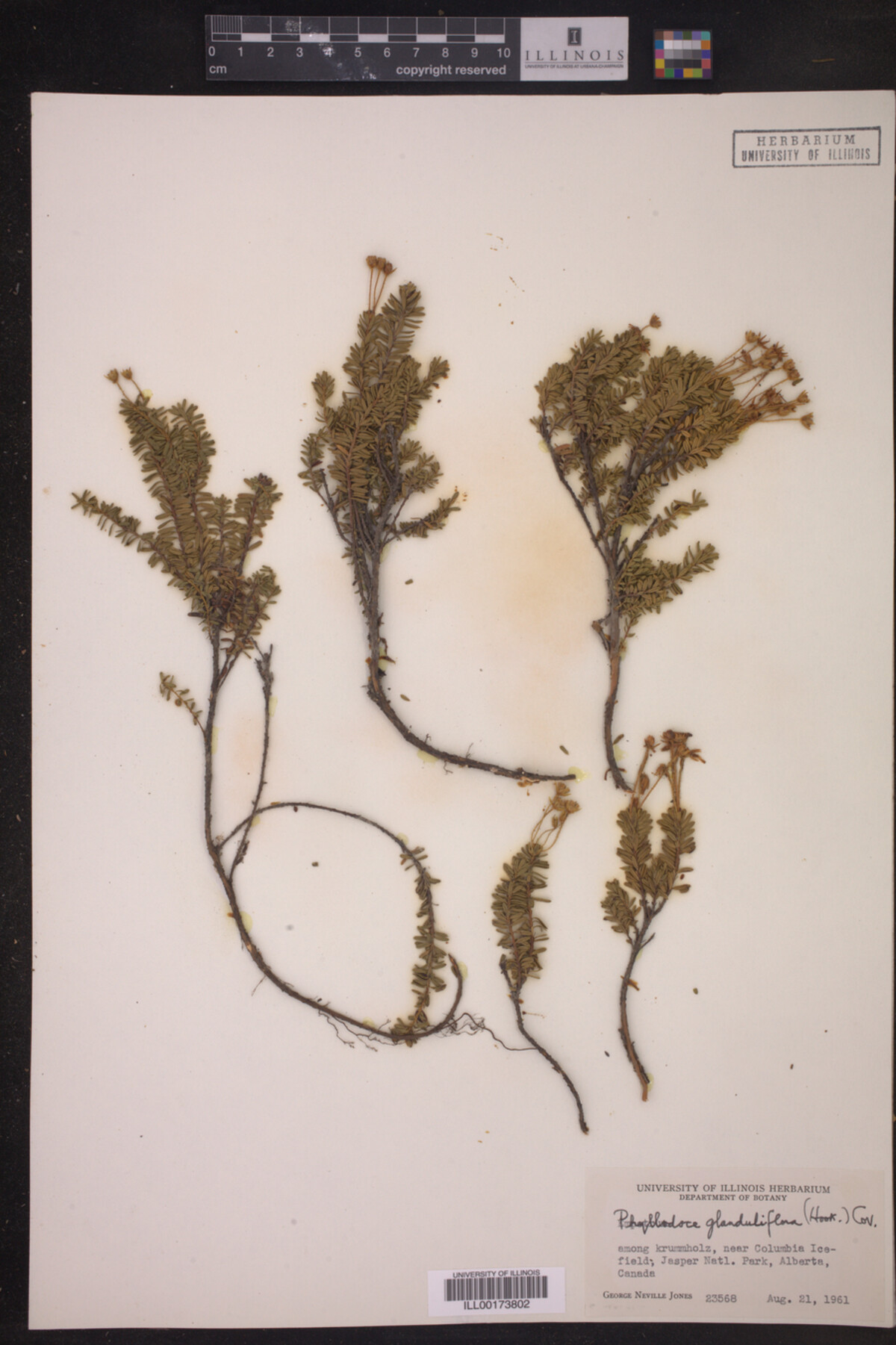 Phyllodoce glanduliflora image