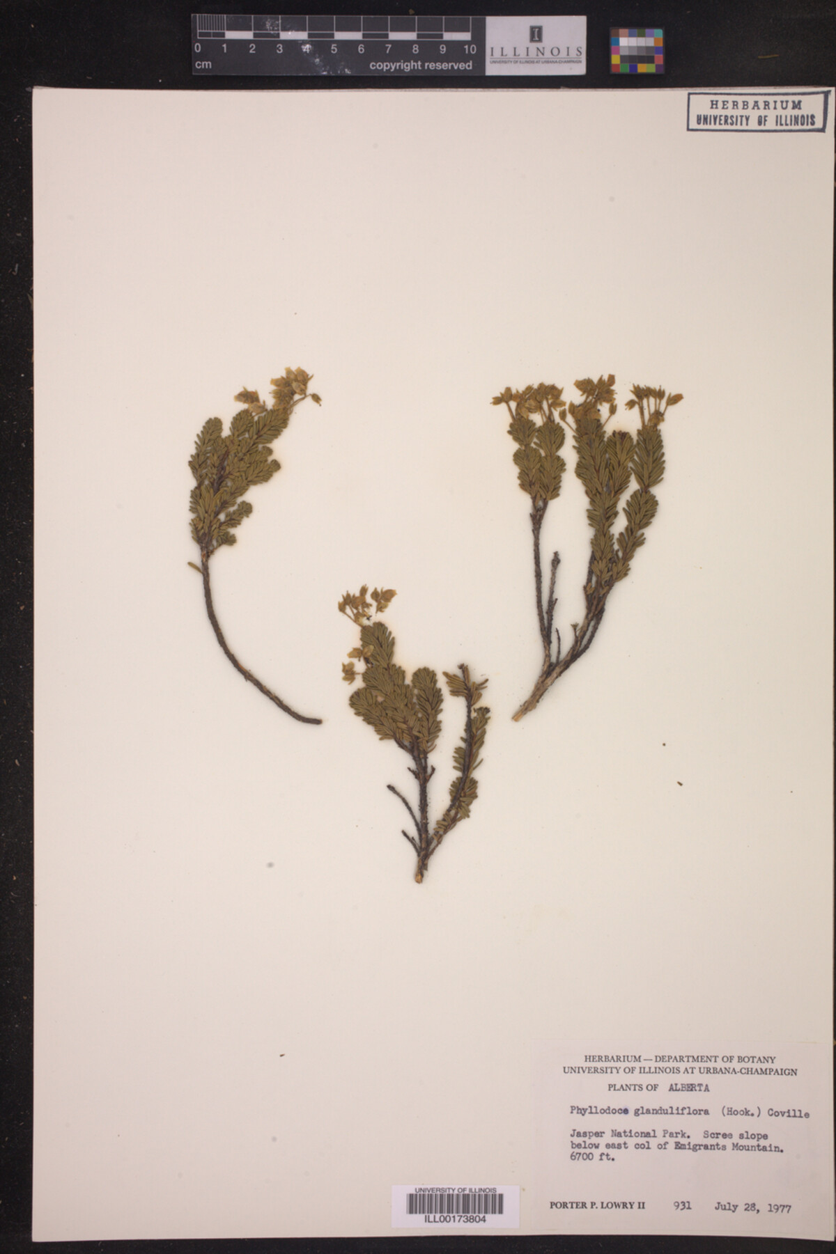 Phyllodoce glanduliflora image