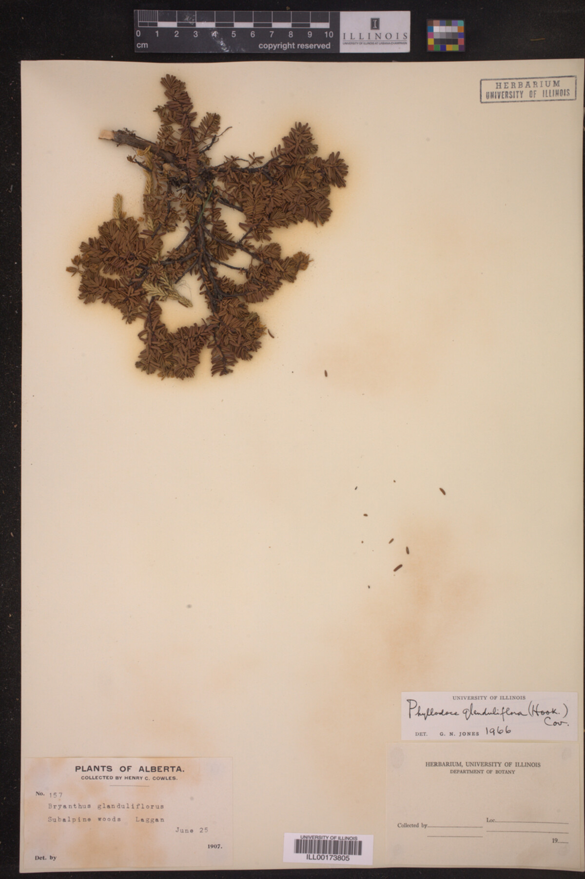 Phyllodoce glanduliflora image