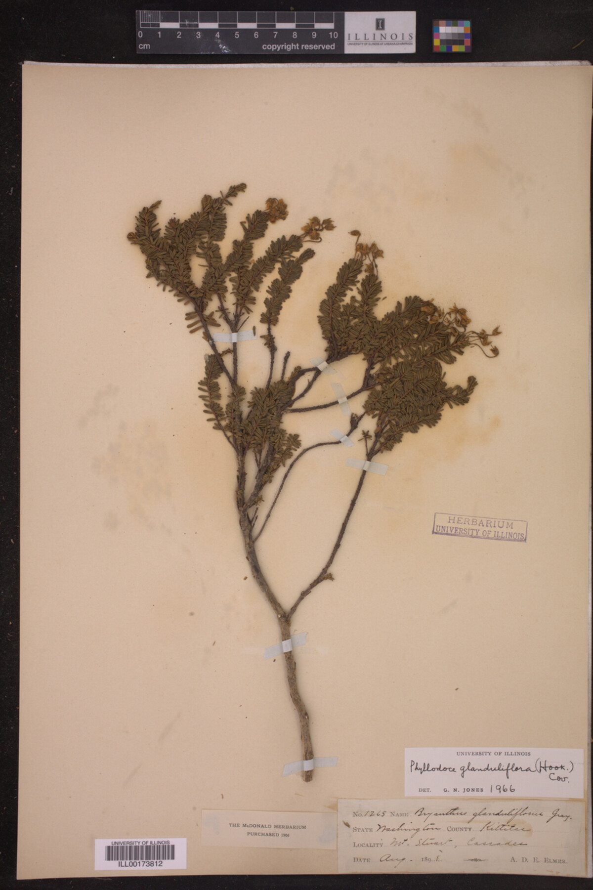 Phyllodoce image