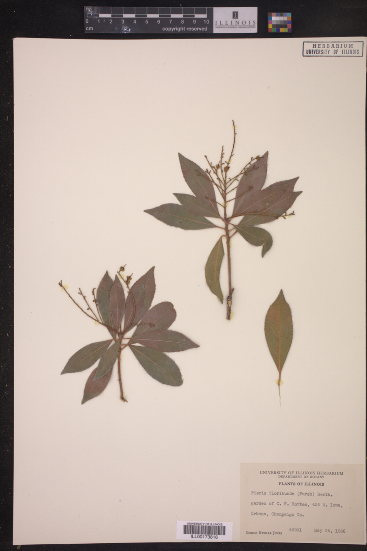 Pieris floribunda image
