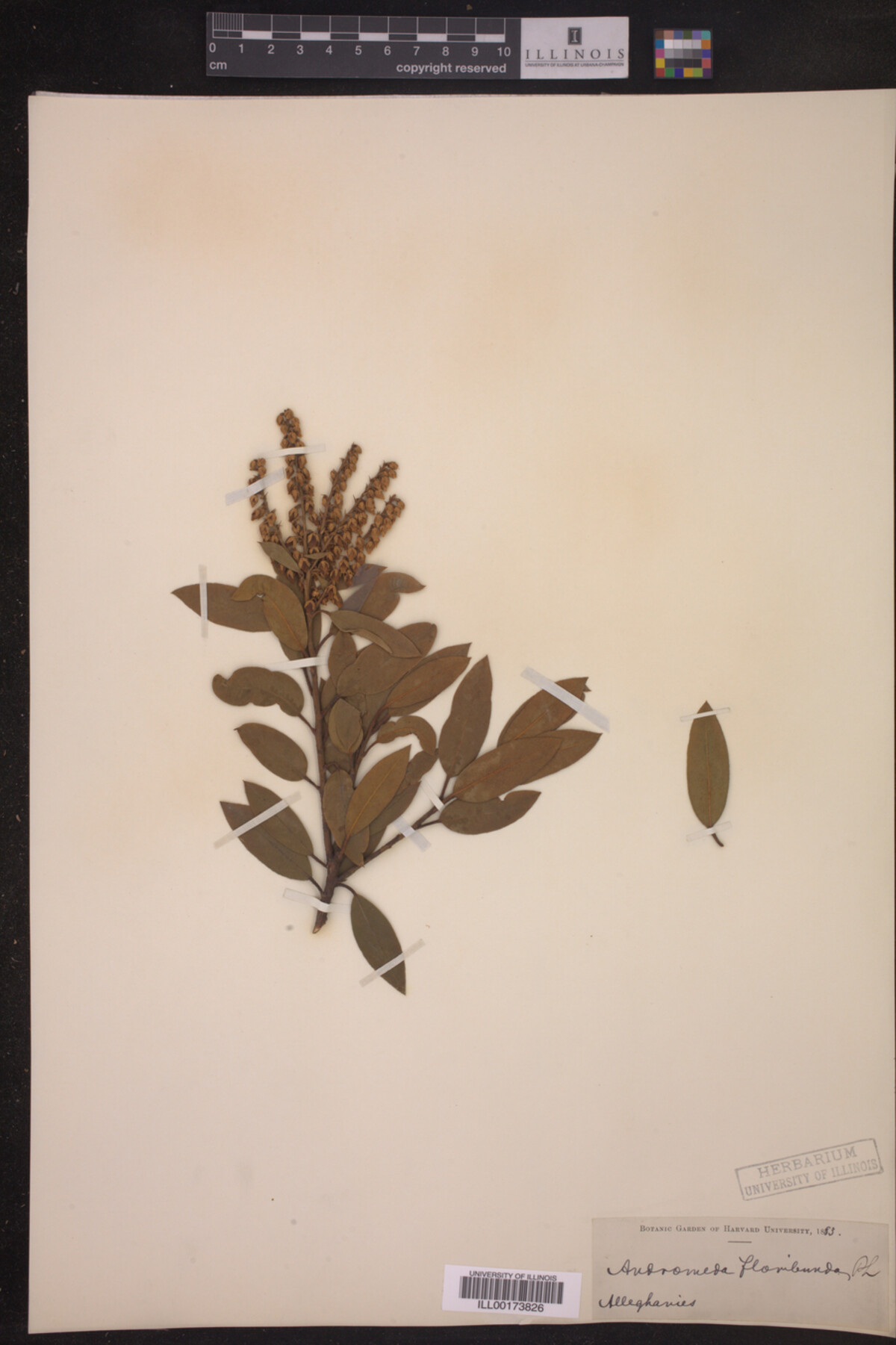 Pieris floribunda image