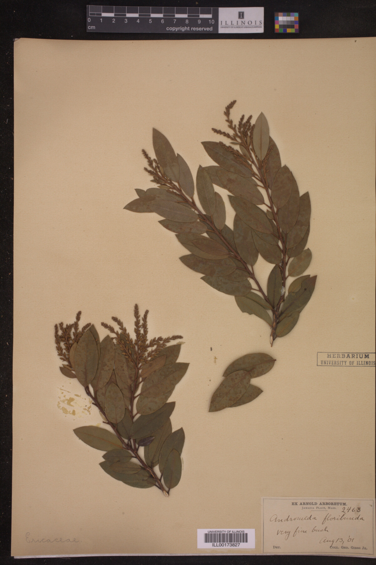 Pieris floribunda image