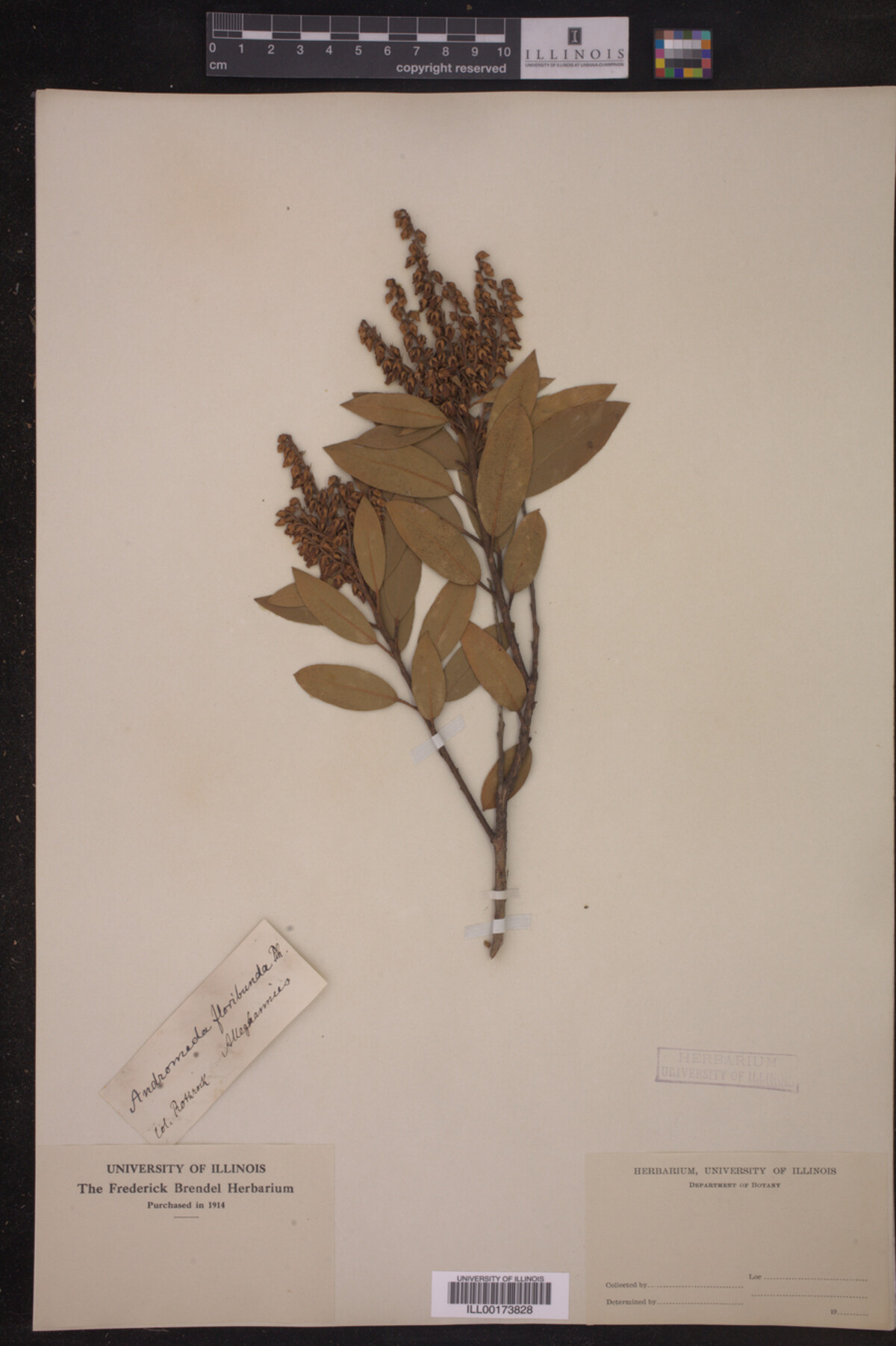 Pieris floribunda image