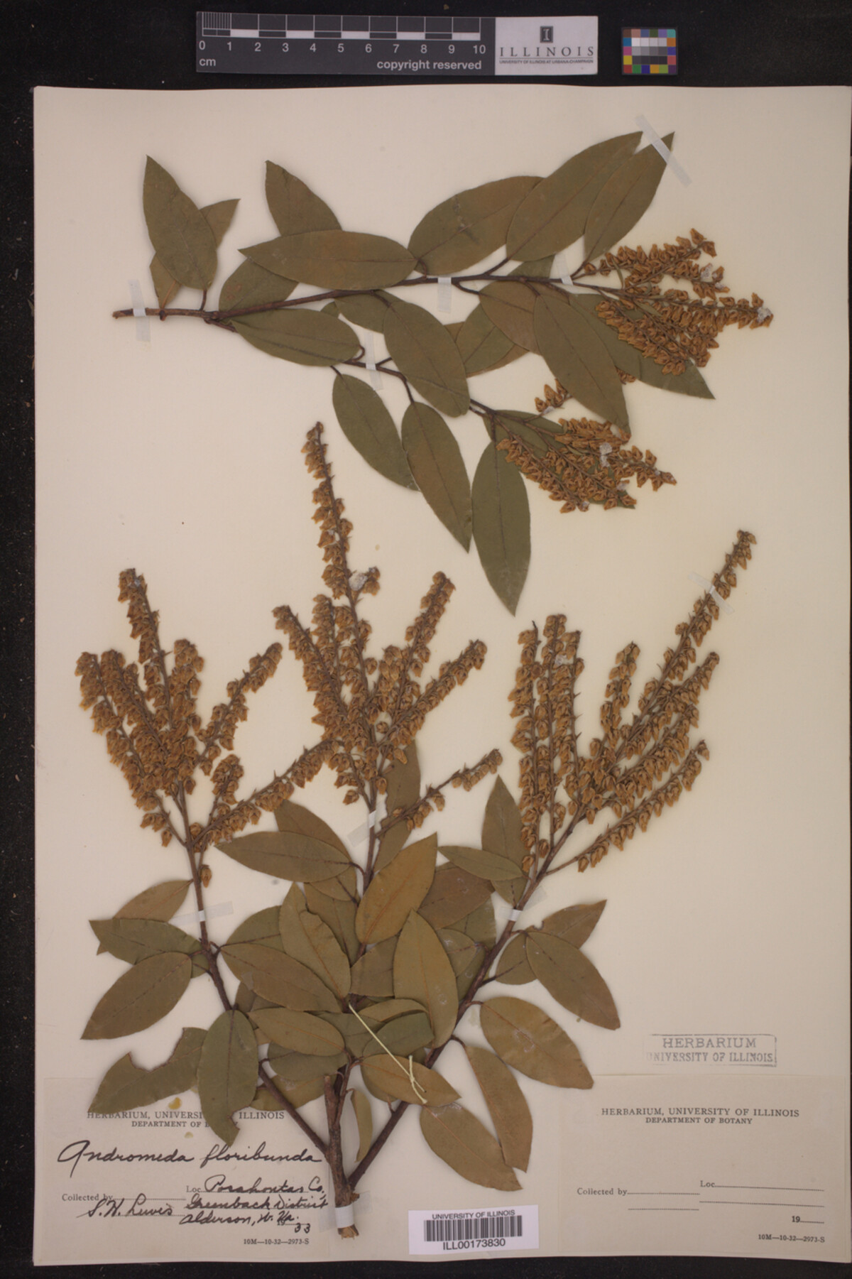 Pieris image