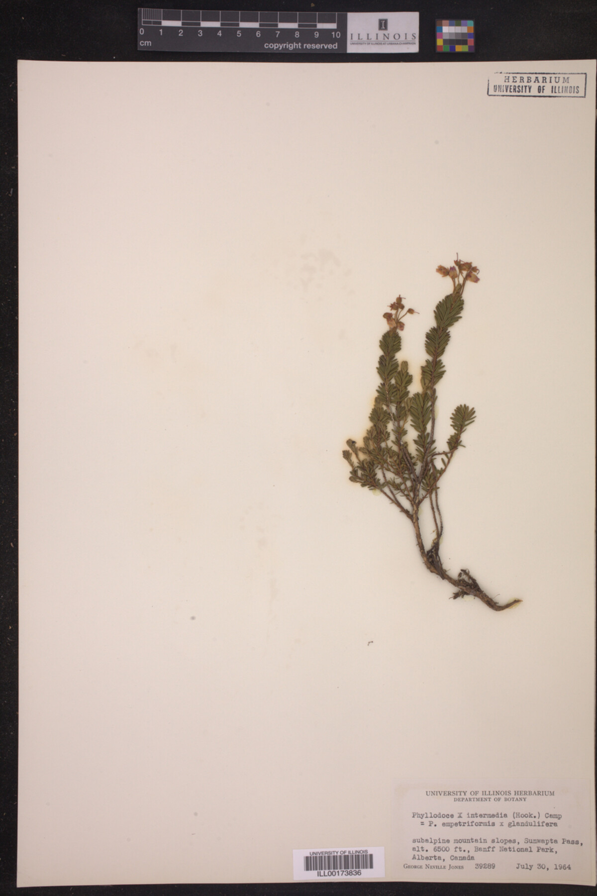 Phyllodoce × intermedia image