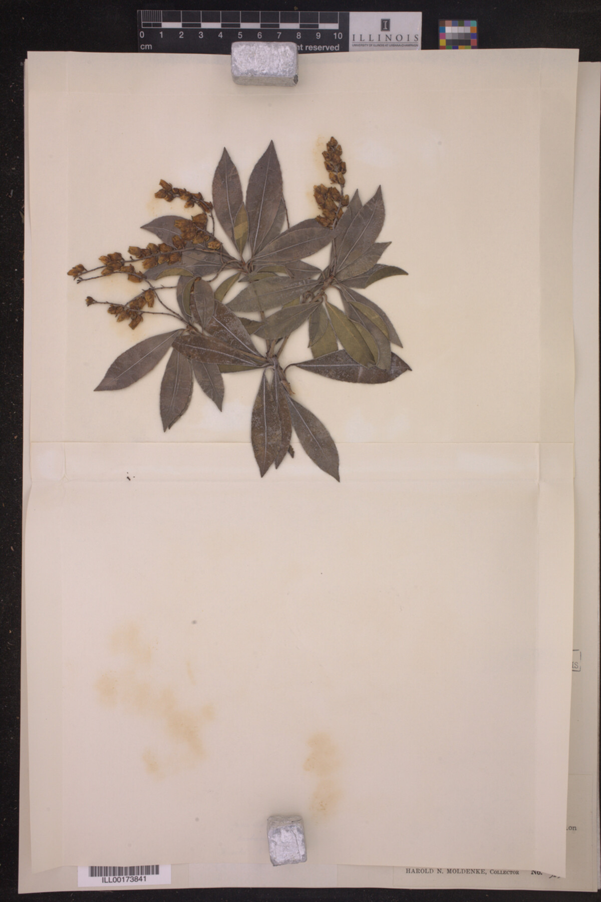 Pieris japonica image