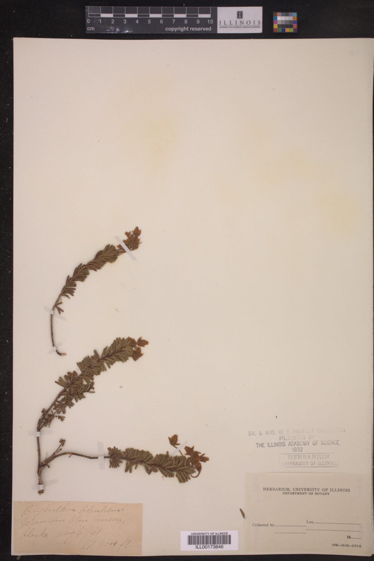 Phyllodoce aleutica image