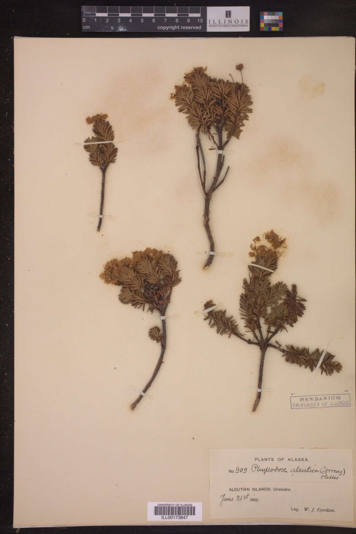 Phyllodoce aleutica image