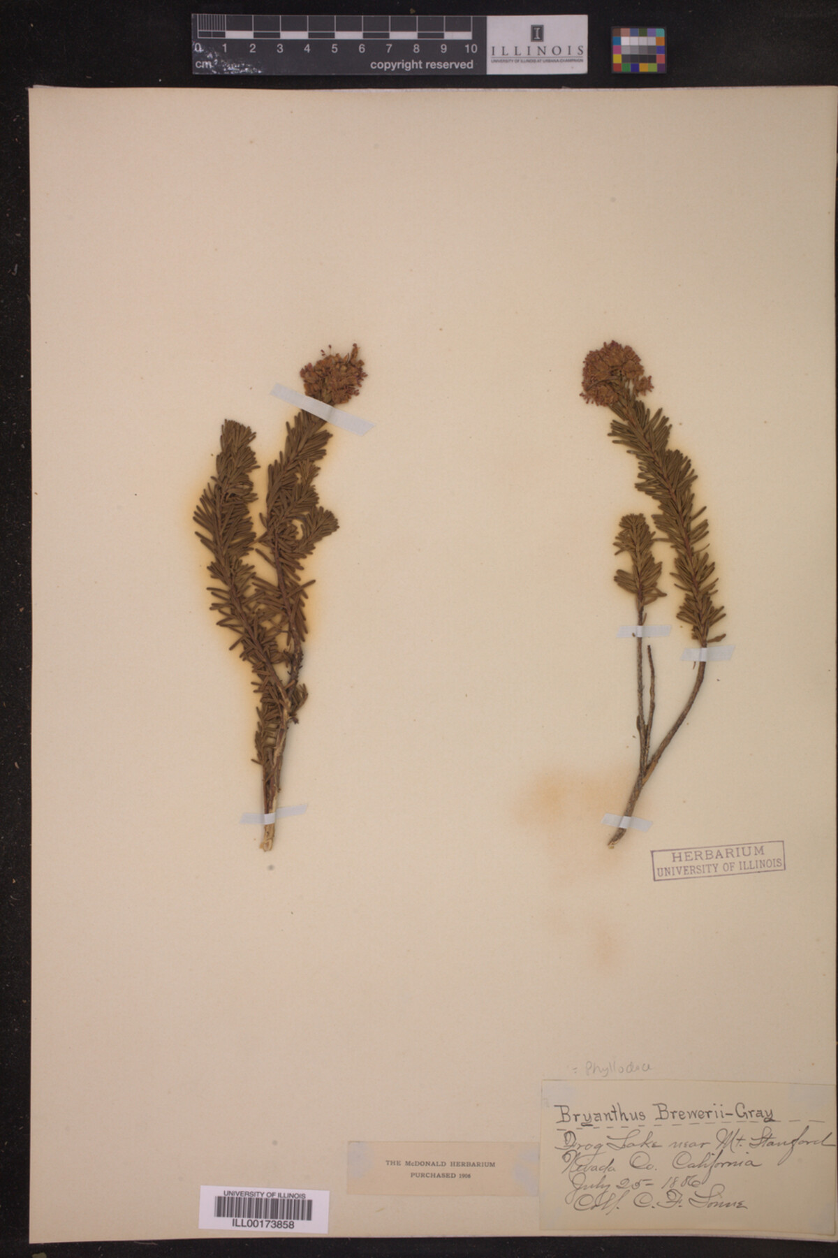 Phyllodoce breweri image