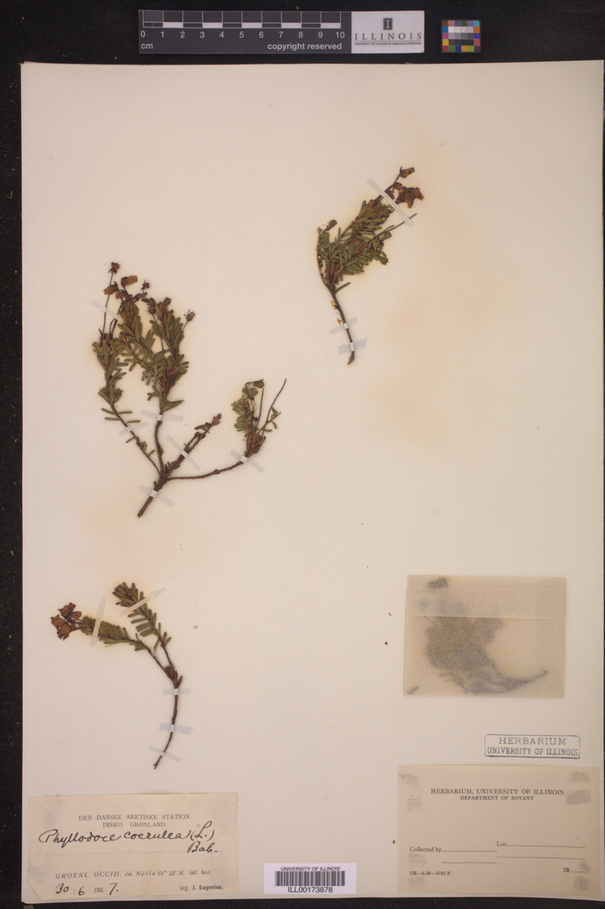 Phyllodoce caerulea image