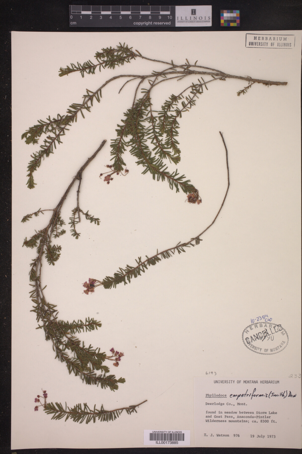 Phyllodoce empetriformis image