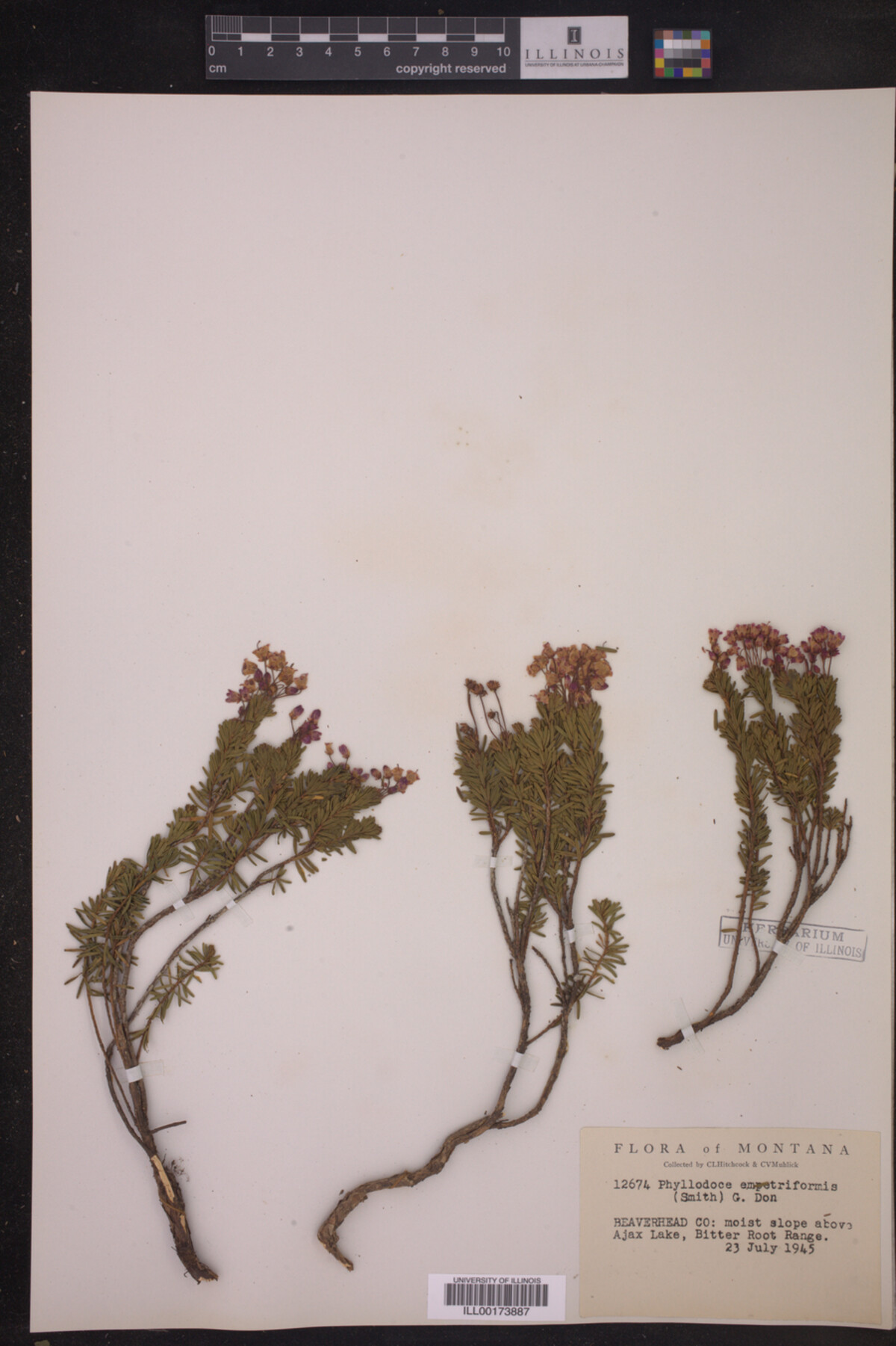 Phyllodoce empetriformis image