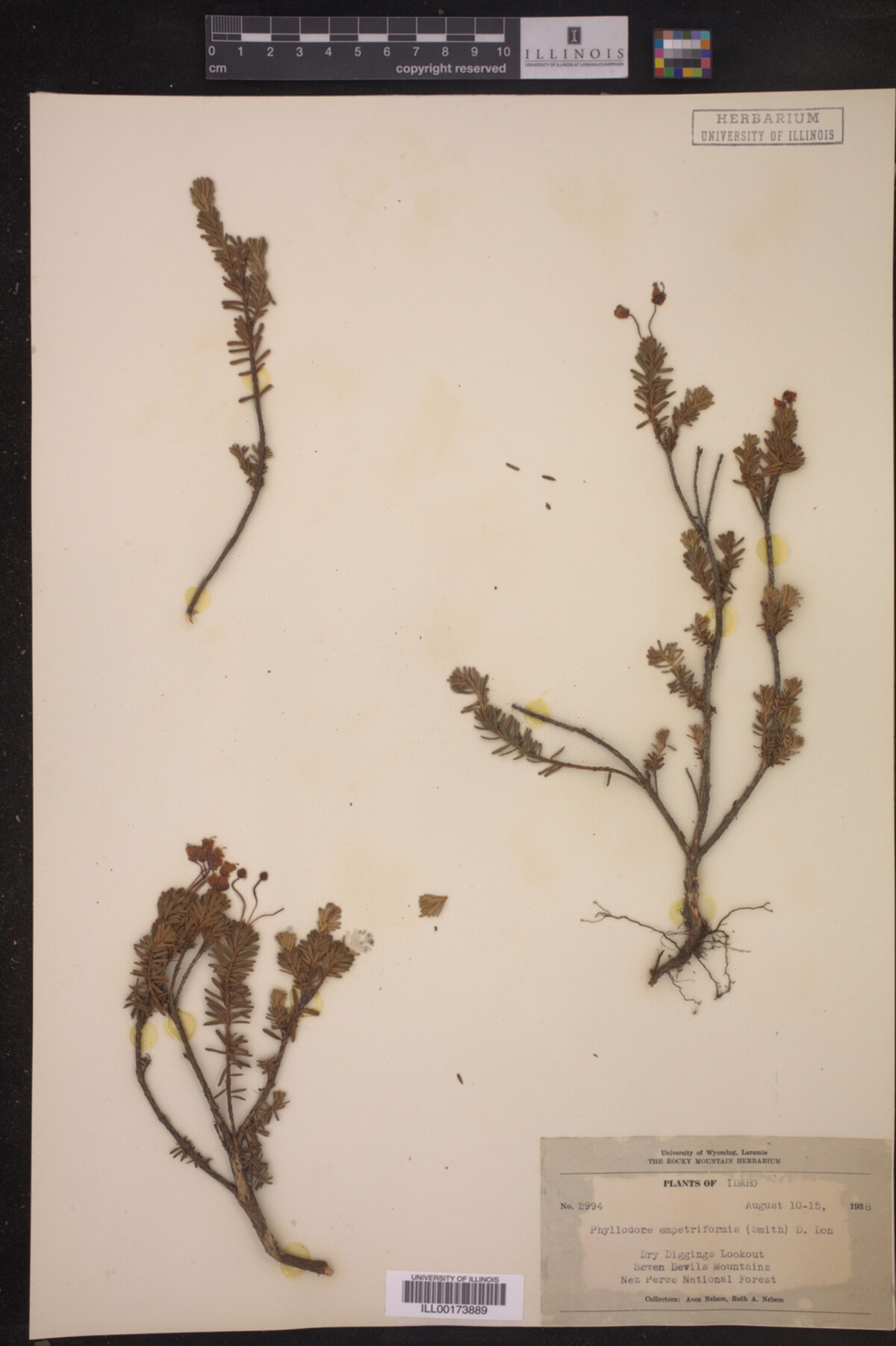 Phyllodoce empetriformis image