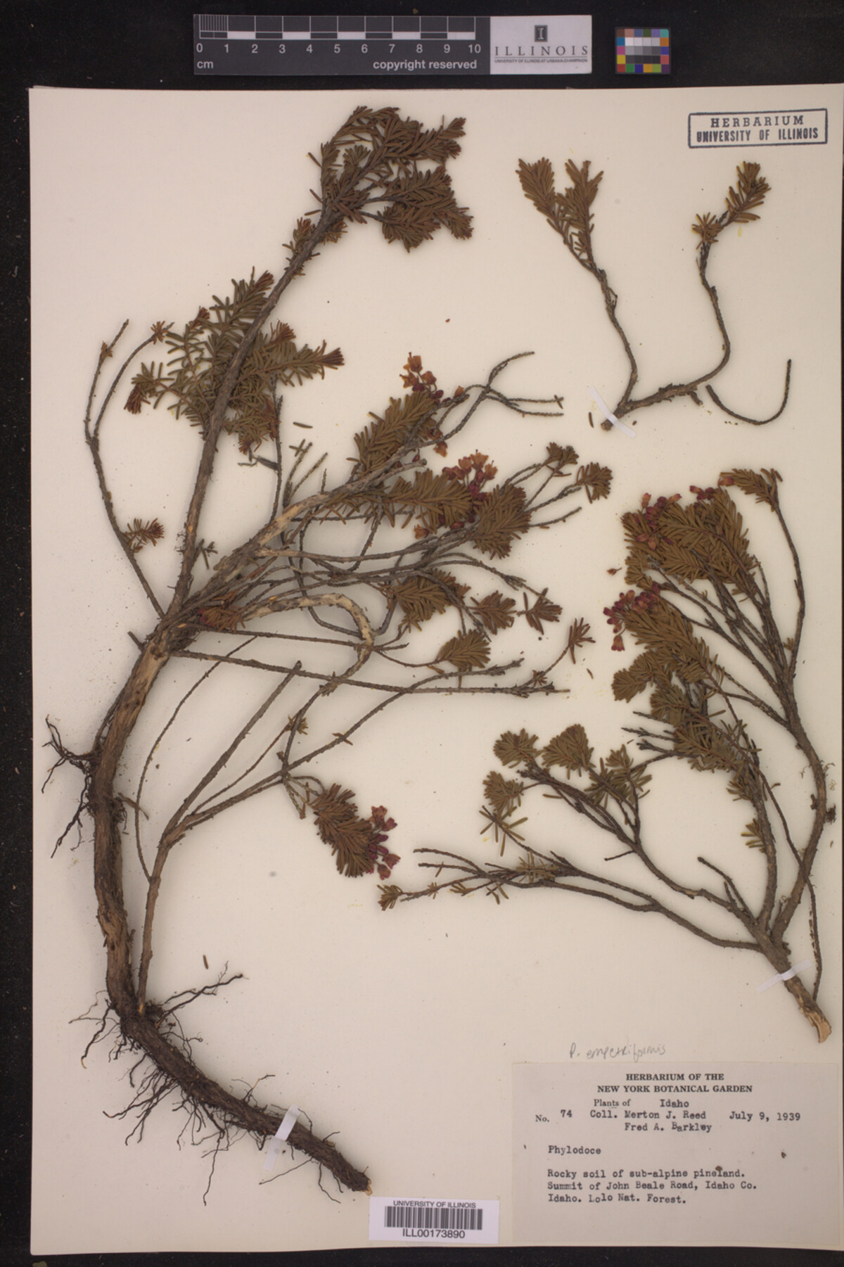 Phyllodoce empetriformis image