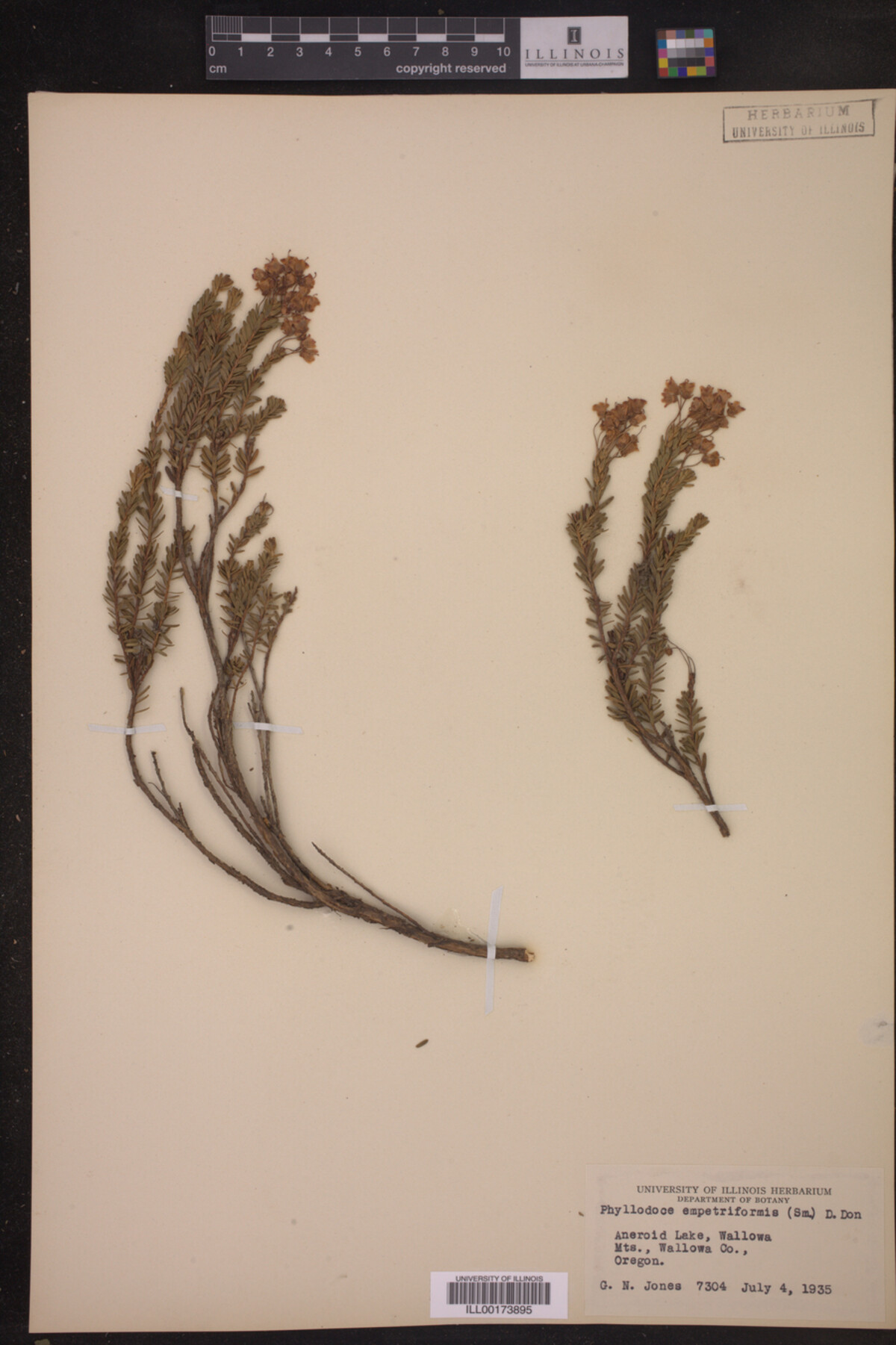 Phyllodoce empetriformis image