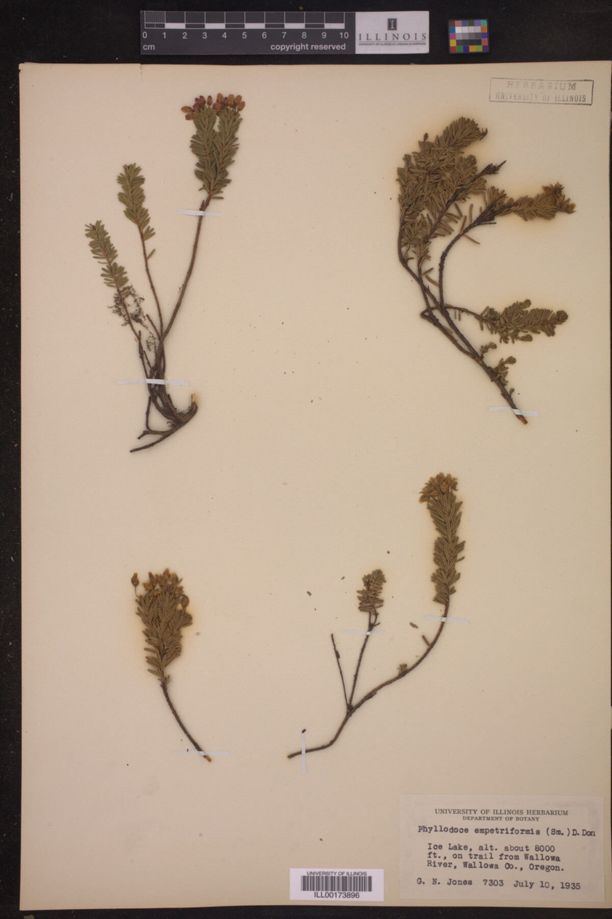 Phyllodoce empetriformis image