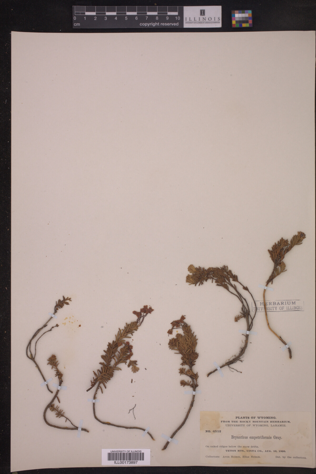 Phyllodoce image