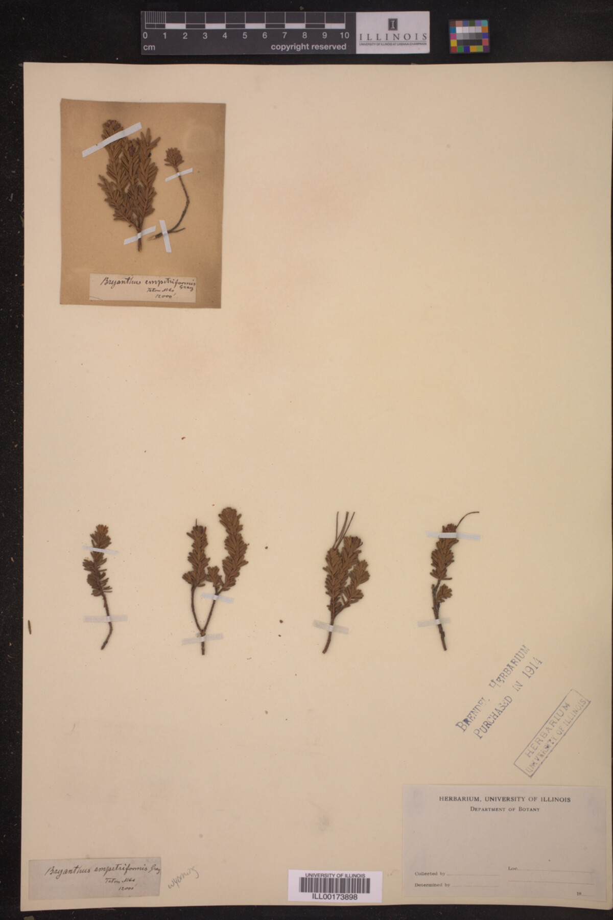Phyllodoce image